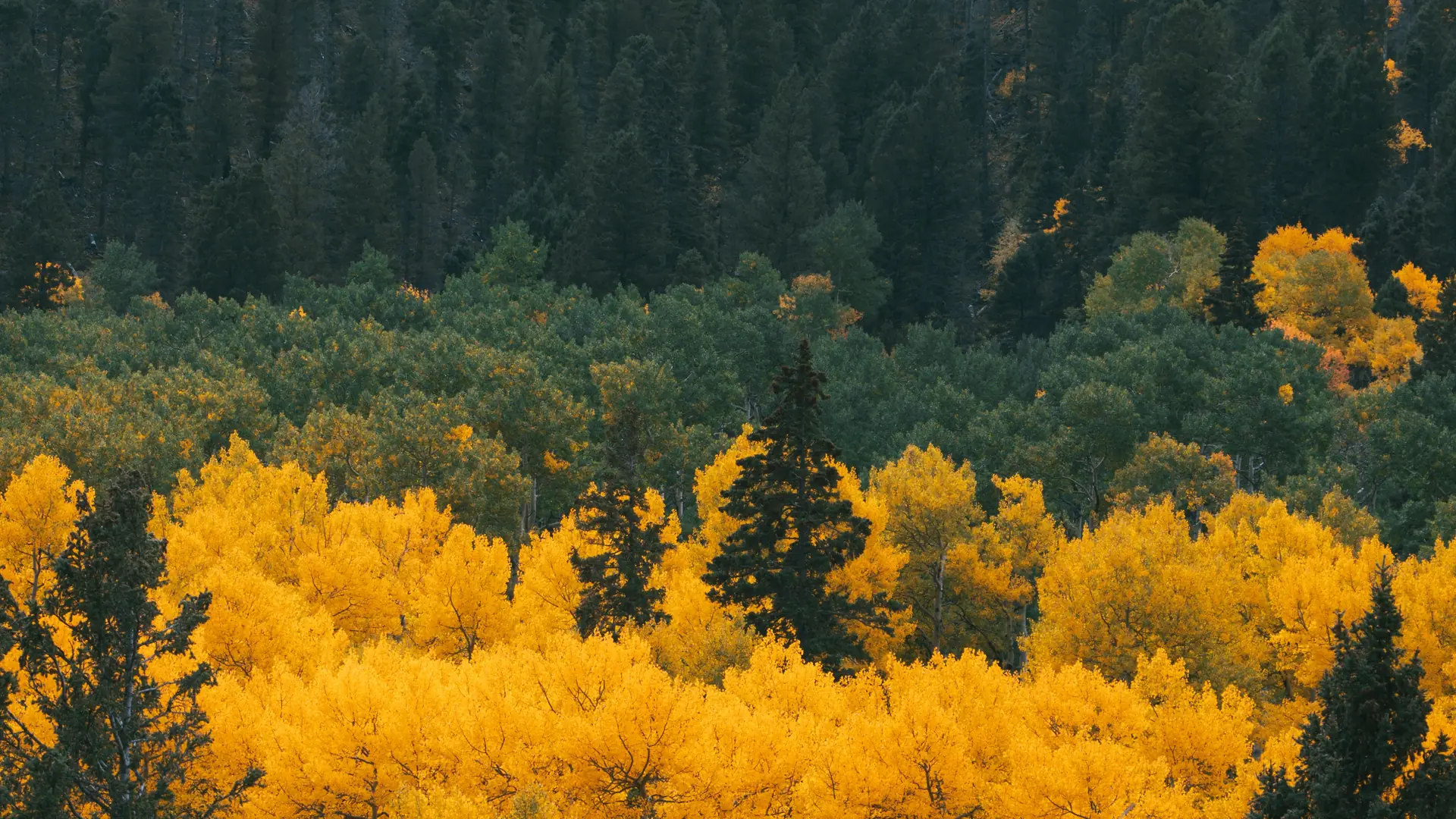 Band of golden aspens among dark evergreens on a Colorado mountainside