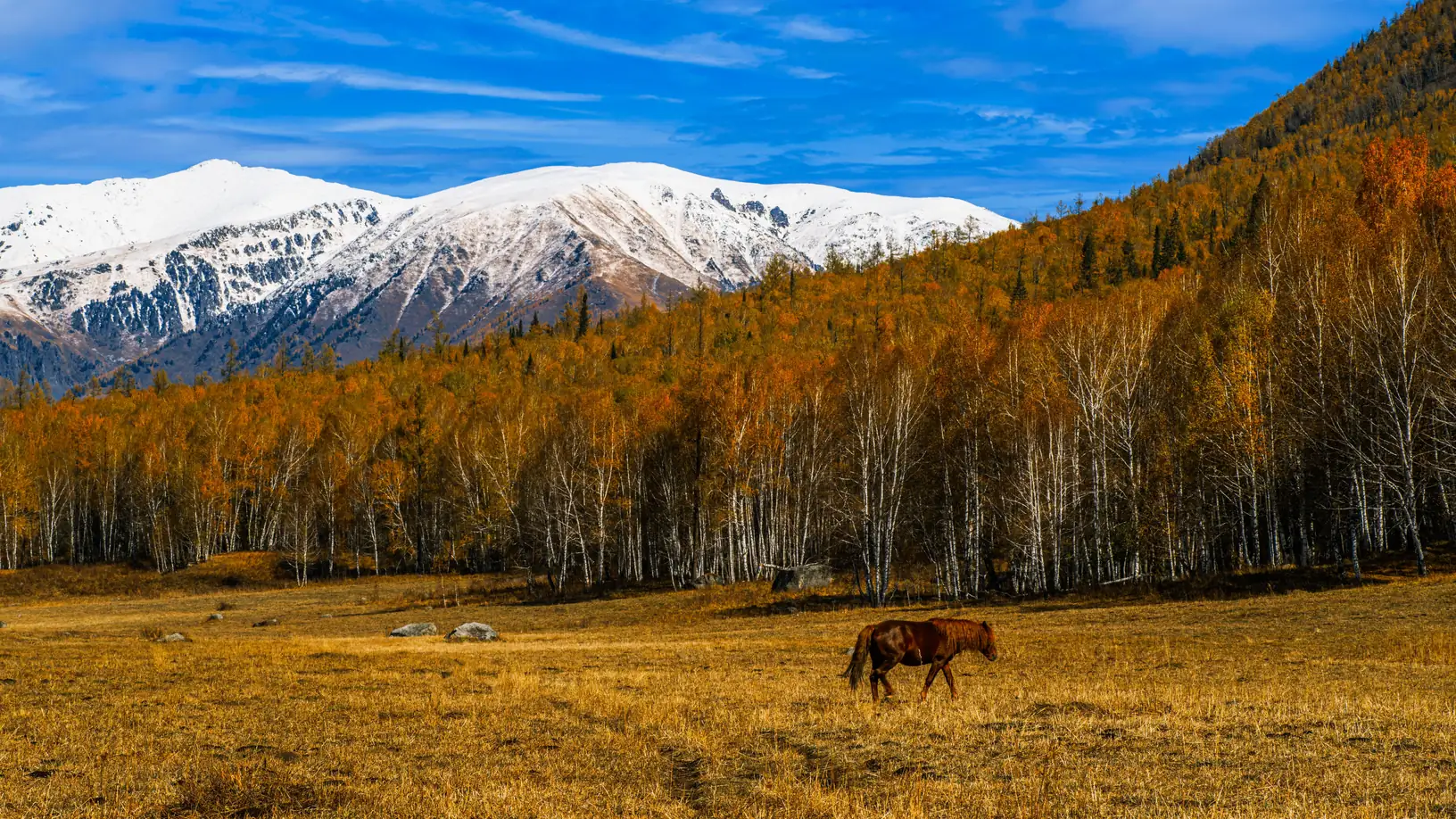 Horse grazing in a golden autumn meadow below snow-capped mountain peaks