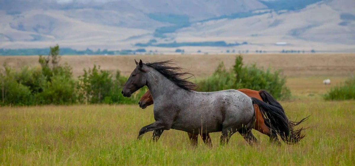 Two horses running across a green field