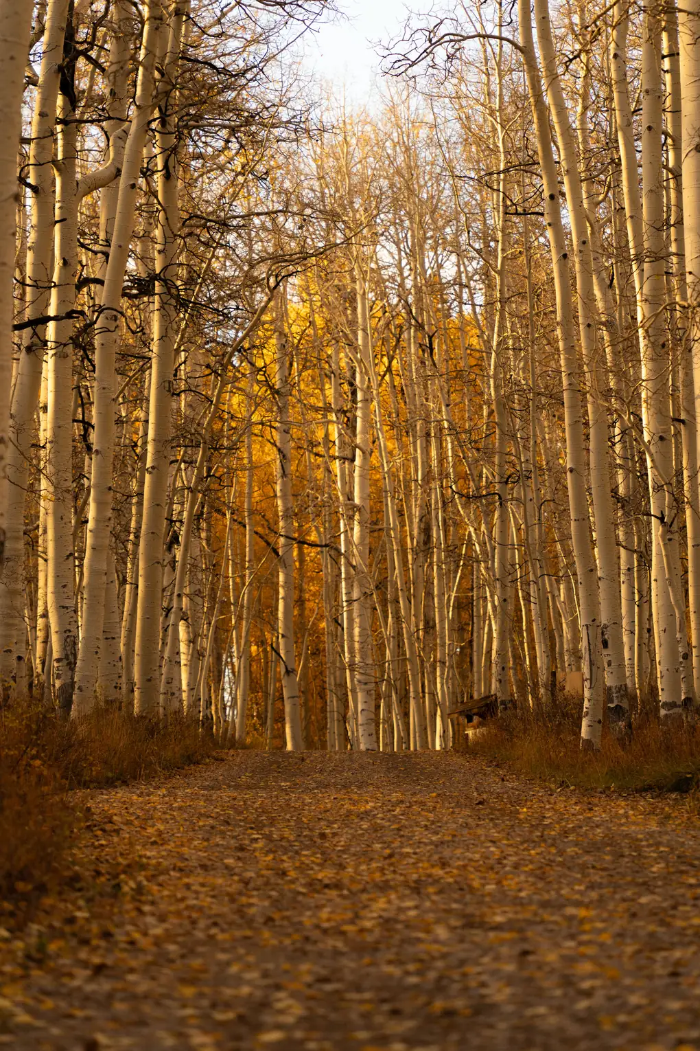 Leaf-covered trail winding through an aspen grove in fall