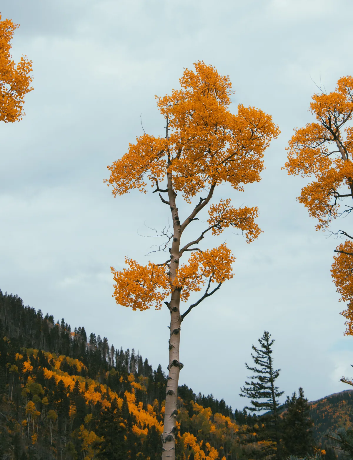 A single golden aspen standing on a Colorado hillside in fall