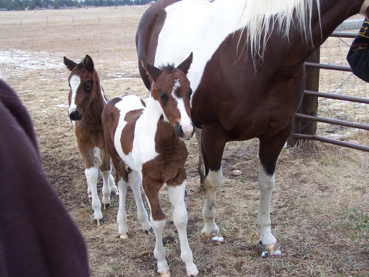Paint mare with two foals in La Veta, Colorado
