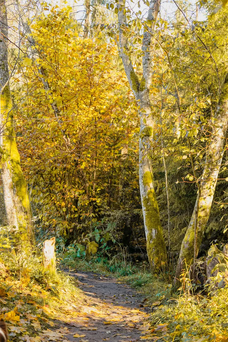 Sunlit path through a golden autumn forest