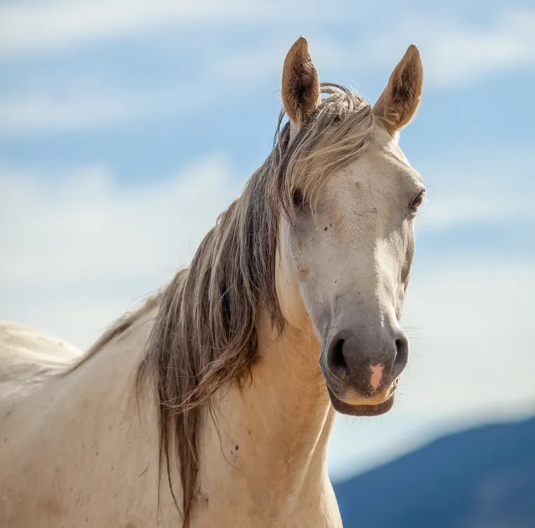 White horse standing in an open, misty pasture